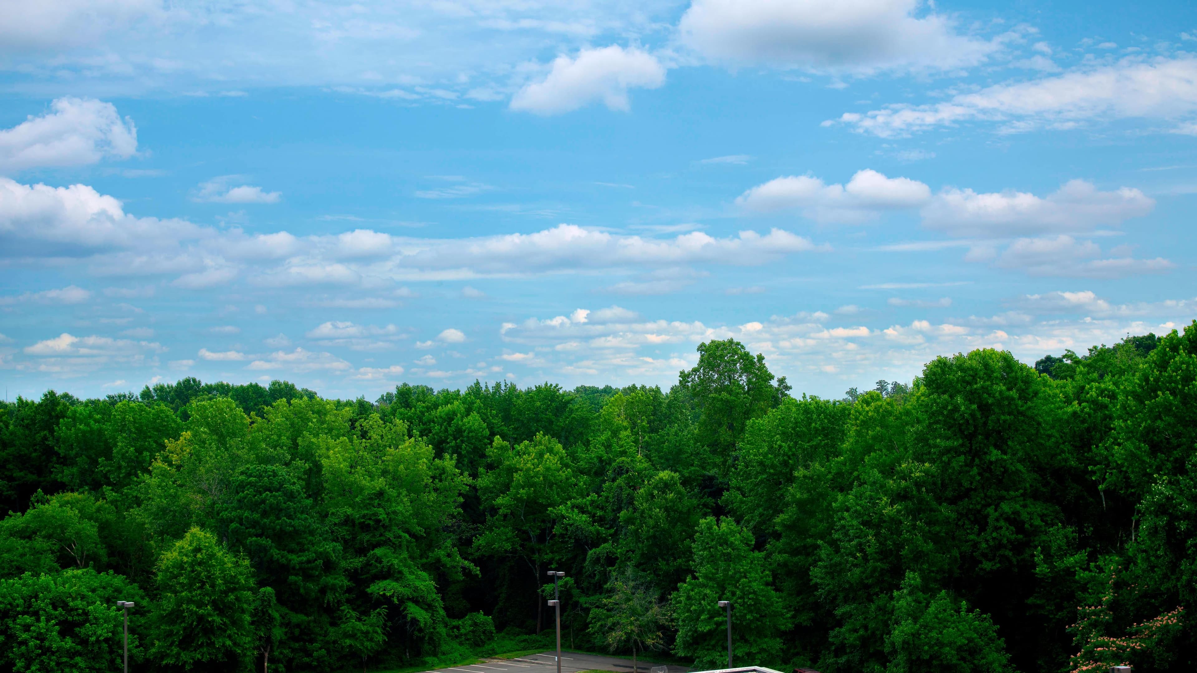 Traditional - Image 5